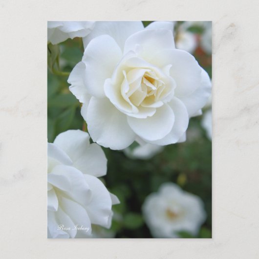 Carte Postale Rosa Iceberg [Carte postale] (Devant)
