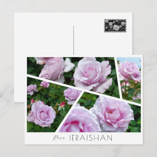 Carte Postale Rosa Ieraishan (Devant / Derrière)