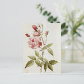 Carte Postale Rosa Indica Vulgaris, de 'Les Roses (Debout devant)
