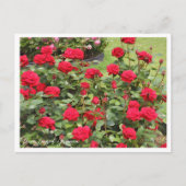 Carte Postale Rosa Ingrid Bergman (Devant)