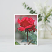 Carte Postale Rosa Ingrid Bergman (Debout devant)