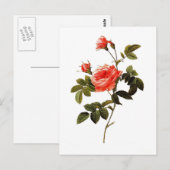 Carte Postale Rosa intermis (Devant / Derrière)