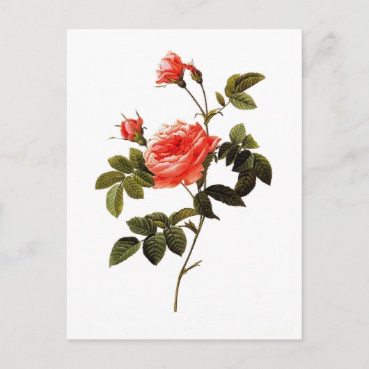 Carte Postale Rosa intermis (Devant)
