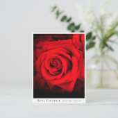 Carte Postale Rosa Kardinal (Debout devant)