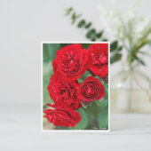 Carte Postale Rosa Lavaglut (Debout devant)