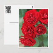 Carte Postale Rosa Lavaglut (Devant / Derrière)