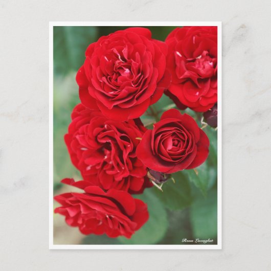 Carte Postale Rosa Lavaglut (Devant)