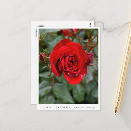 Carte Postale Rosa Lavaglut (Devant/Arrière en situation)