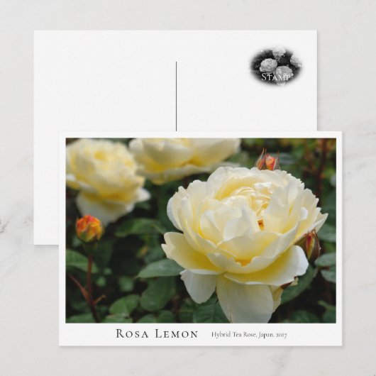 Carte Postale Rosa Lemon (Devant / Derrière)