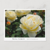 Carte Postale Rosa Lemon (Devant)