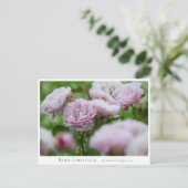 Carte Postale Rosa Libellula (Debout devant)
