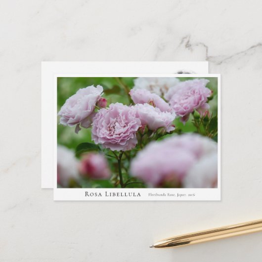 Carte Postale Rosa Libellula (Devant/Arrière en situation)