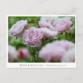Carte Postale Rosa Libellula (Devant)