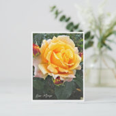 Carte Postale Rosa Manyo (Debout devant)