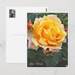 Carte Postale Rosa Manyo