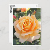 Carte Postale Rosa‘Manyo’(万 葉) (Devant / Derrière)