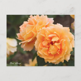 Carte Postale Rosa ‘Manyo’ [Carte Postale] ポ ー ド カ