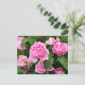 Carte Postale Rosa Mary Rose [Carte postale] (Debout devant)