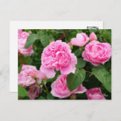 Carte Postale Rosa Mary Rose [Carte postale] (Devant / Derrière)