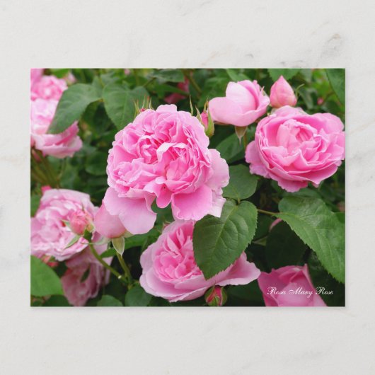 Carte Postale Rosa Mary Rose [Carte postale] (Devant)