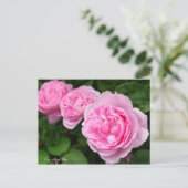 Carte Postale Rosa Mary Rose [Carte postale] (Debout devant)
