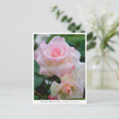 Carte Postale Rosa Matilda (Debout devant)