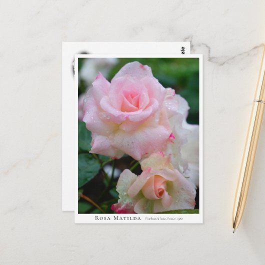 Carte Postale Rosa Matilda (Devant/Arrière en situation)