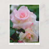 Carte Postale Rosa Matilda (Devant)