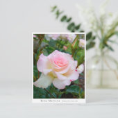 Carte Postale Rosa Matilda (Debout devant)