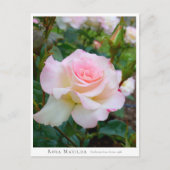 Carte Postale Rosa Matilda (Devant)
