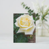 Carte Postale Rosa McGredy's Yellow [Postcard] (Debout devant)