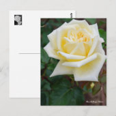 Carte Postale Rosa McGredy's Yellow [Postcard] (Devant / Derrière)