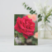 Carte Postale Rosa Mister Lincoln (Debout devant)