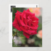 Carte Postale Rosa Mister Lincoln (Devant / Derrière)