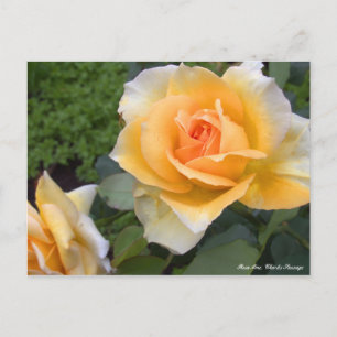 Carte Postale Rosa Mme Charles Sauvage [Carte postale]
