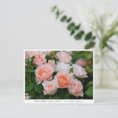 Carte Postale Rosa Mrs. Iris Clow (Debout devant)