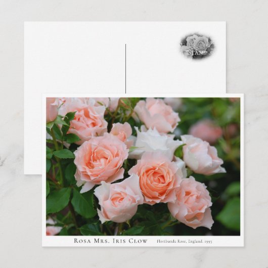 Carte Postale Rosa Mrs. Iris Clow (Devant / Derrière)