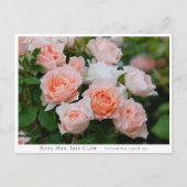 Carte Postale Rosa Mrs. Iris Clow (Devant)