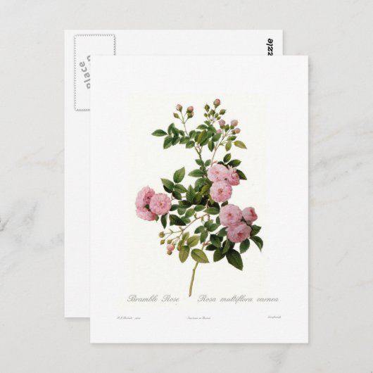 Carte Postale Rosa multiflora carnea(Rose multiflore) (Devant / Derrière)