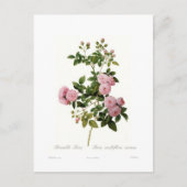 Carte Postale Rosa multiflora carnea(Rose multiflore) (Devant)