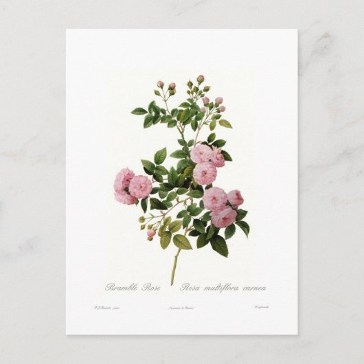 Carte Postale Rosa multiflora carnea(Rose multiflore) (Devant)