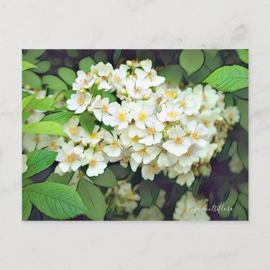 Carte Postale Rosa multiflora [Postcard] (Devant)