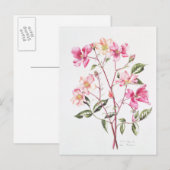 Carte Postale Rosa 'Mutabilis' 1996 (Devant / Derrière)