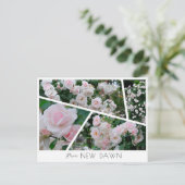 Carte Postale Rosa New Dawn (Debout devant)