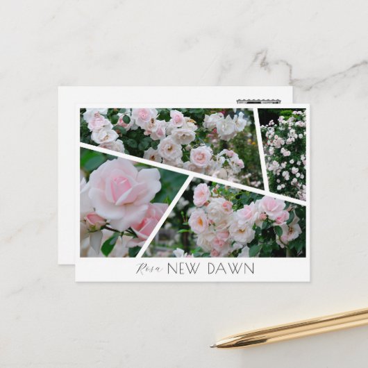 Carte Postale Rosa New Dawn (Devant/Arrière en situation)