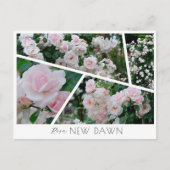 Carte Postale Rosa New Dawn (Devant)