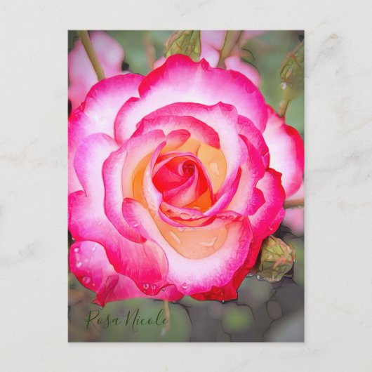 Carte Postale Rosa Nicole [Carte postale] (Devant)