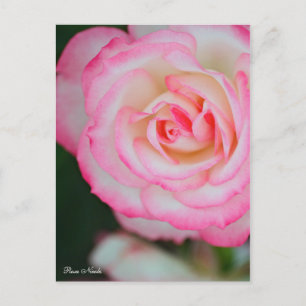Carte Postale Rosa Nicole [Carte Postale] ポ ♥ ー ド カ