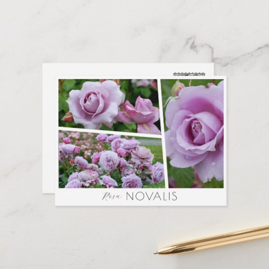 Carte Postale Rosa Novalis (Devant/Arrière en situation)