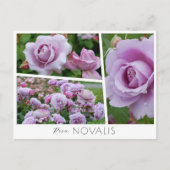 Carte Postale Rosa Novalis (Devant)